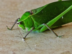 Stilpnochlora quadrata