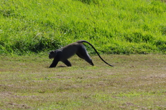Cercopithecus mitis erythrarchus