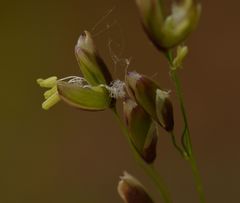 Melica uniflora