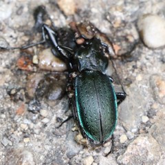 Carabus catenulatus