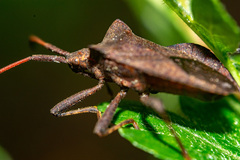 Coreus marginatus