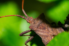 Coreus marginatus