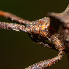 Coreus marginatus