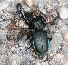 Carabus catenulatus