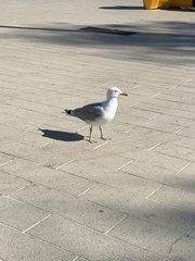 Larus argentatus