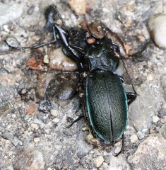 Carabus catenulatus