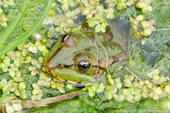 Pelophylax saharicus