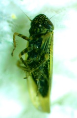 Graminella nigrifrons