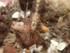 Eualus pusiolus