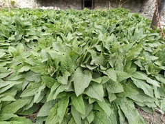 Symphytum caucasicum