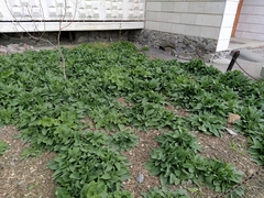 Symphytum caucasicum