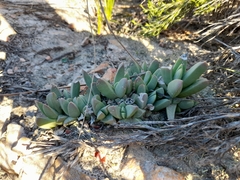Corpuscularia lehmannii