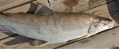 Coregonus clupeaformis