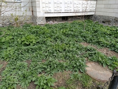 Symphytum caucasicum