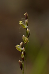 Melica uniflora