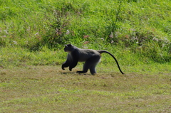 Cercopithecus mitis erythrarchus