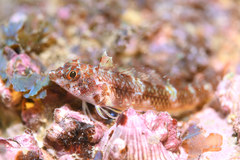 Enneapterygius etheostoma