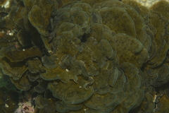 Lobophora variegata