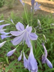 Agapanthus