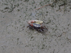 Tubuca arcuata image