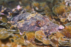 Weedy Stingfish photo 2