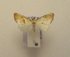 Glaucocharis metallifera