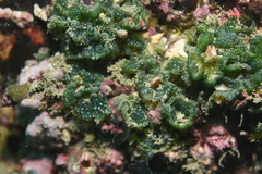 Dictyosphaeria cavernosa