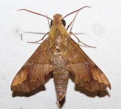 Angonyx testacea