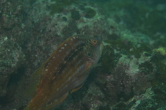 Pteragogus enneacanthus