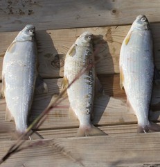 Coregonus artedi
