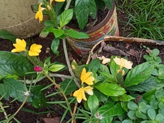 Crossandra infundibuliformis