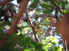 Ramphotrigon flammulatum