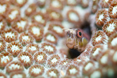 Laiphognathus longispinis