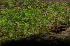Riccardia multifida