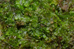 Riccardia multifida