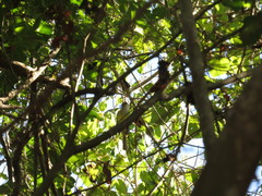 Ramphotrigon flammulatum