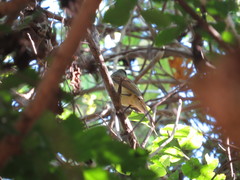 Ramphotrigon flammulatum