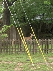 Odocoileus virginianus