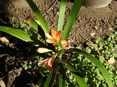 Clivia miniata