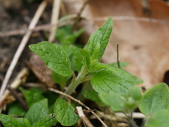 Parietaria officinalis