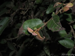 Ficus pumila awkeotsang
