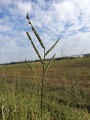 Urochloa mosambicensis