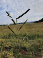 Urochloa mosambicensis