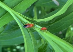 Coccobaphes frontifer