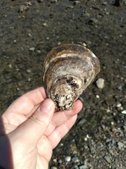 Crassostrea virginica