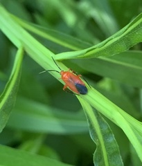 Coccobaphes frontifer