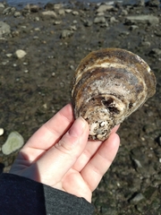 Crassostrea virginica
