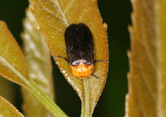 Abscondita cerata