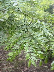 Gleditsia aquatica