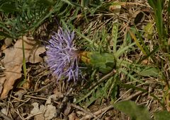 Carthamus mitissimus